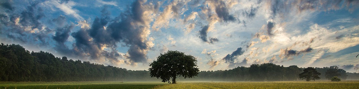 Big Sky and Oak Tree